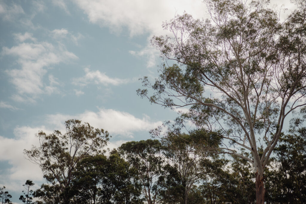 Trees against cloudy sky
